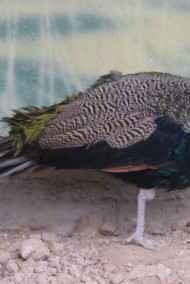 Мансуров Андрей читать онлайн Сказка о шахзоде Анваре. И о том, как он нашёл свою суженную.