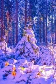 ЗИМНЯЯ СКАЗКА