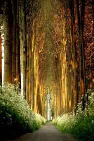 Андрей Нарыгин - Загадочный визитёр