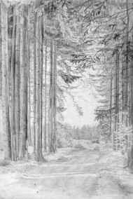 Постников Юрий читать онлайн Почему нужно беречь лес?