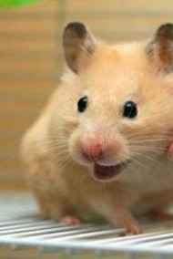 Alex Nik читать онлайн Хомяк