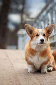 Minto Kitsune - Путешествие Виски