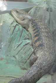 Мансуров Андрей читать онлайн Из Валахии - с любовью!..