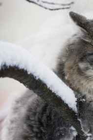 Постников Юрий - Зимний кот