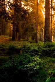 Постников Юрий - Лес