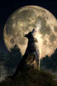 Рождения шамана - Рождения шамана. Отражения Духа.