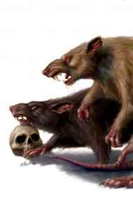 Мансуров Андрей читать онлайн Бум-бум! Чарли идёт в поход!..