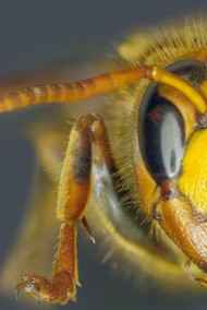 Мансуров Андрей читать онлайн Янтарные капли.