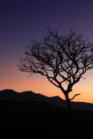 Андрей Завгородний читать онлайн Яблоня