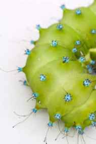 Мансуров Андрей читать онлайн Прямоходящие двуногие.