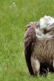 Maxime - Падальщик