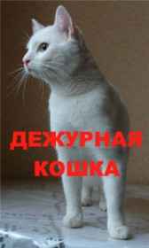ДЕЖУРНАЯ КОШКА JonnMor