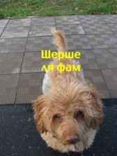 Шерше ля фам АнКор