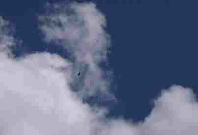 Страж-птица