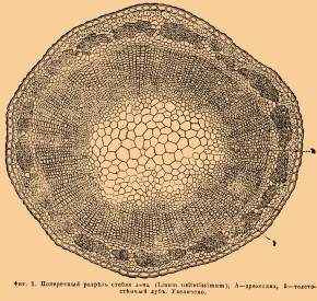 Срез стебля льна. 