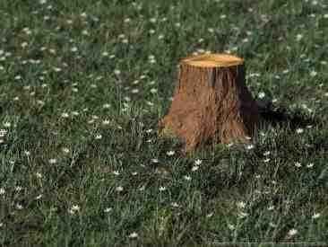 Пень в ромашках