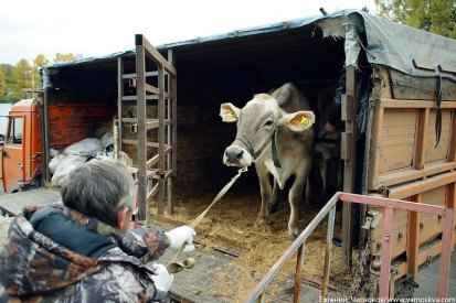 Корова Принцесса