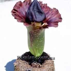 аморфофаллус пионолистный