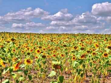 Подсолнухи