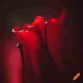 “Кровавые лепестки” – Нгуги Ва Тхионго