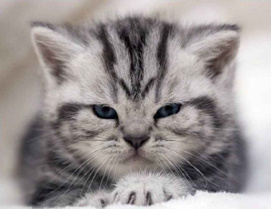 Макс Игнатов