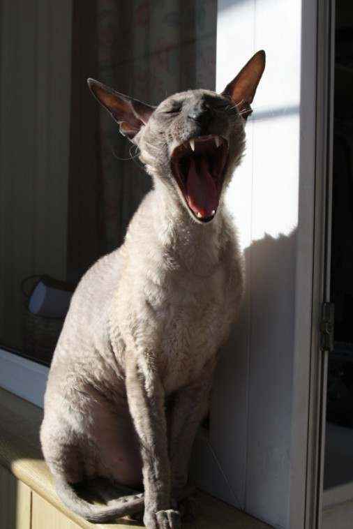 Яков (Прозелит) Томилко