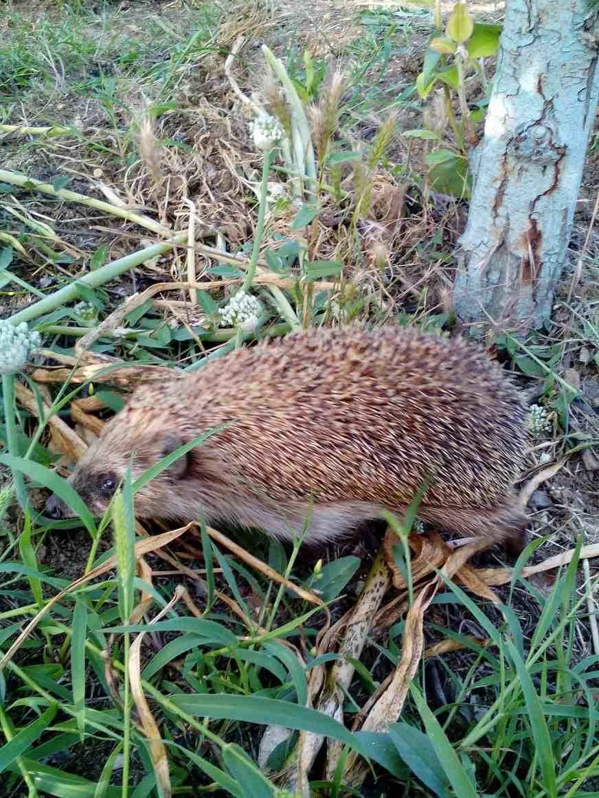 Скуратов Константин