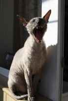 Яков (Прозелит) Томилко