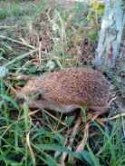 Скуратов Константин