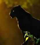 Светлана Мидори