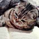 Александр Шихорин